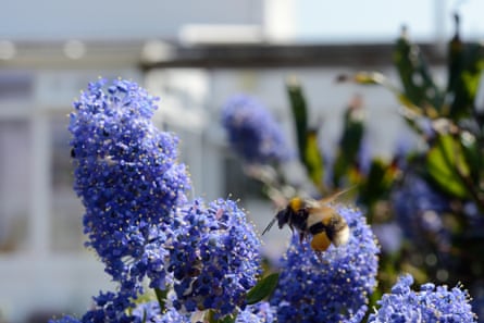 A buff-tailed bumblebee on a Ceanothus flower.