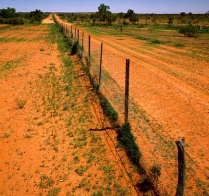 Work under way to bridge 32km gap in NSW dog fence – but ecologists say it should be taken down