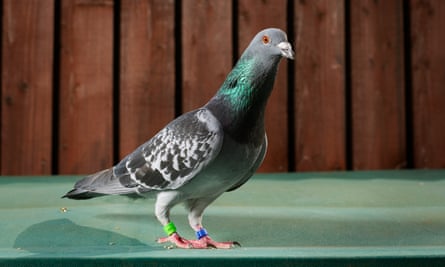 One of Hannah Hall’s pigeons.