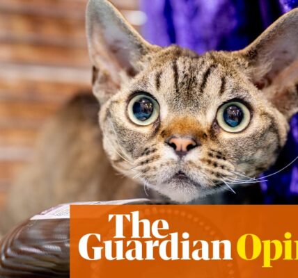A dialogue with your pets? Do you really want a cat to say you look dog-rough today? | Coco Khan