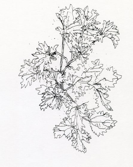 A drawing of a young nettle