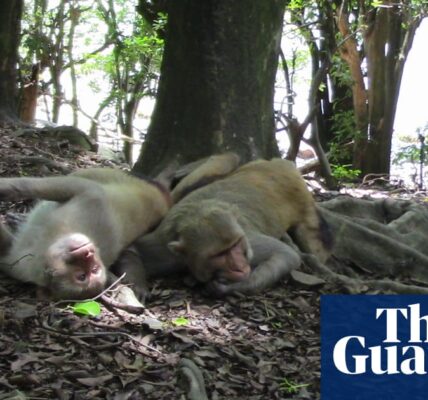 Animal homosexual behaviour under-reported by scientists, survey shows