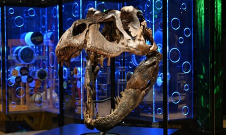 Big bones: Victoria the ‘simply terrifying’ T rex arrives at Melbourne Museum