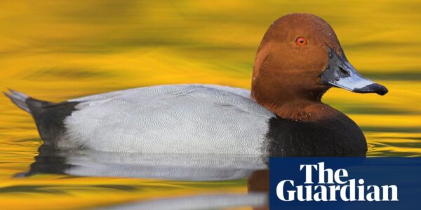 Birdwatch: pochards are one of Britain’s rarest breeders