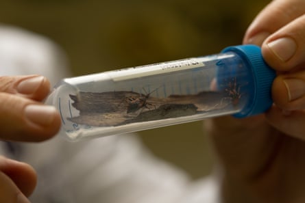 Red tiger assassin bugs in a plastic tube