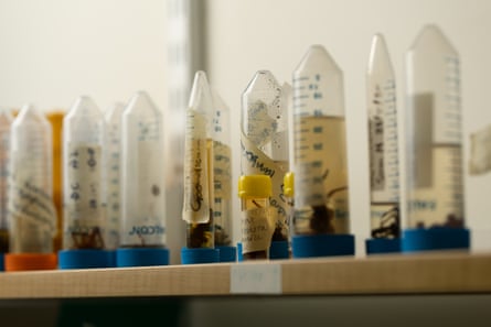 Spider specimens in tubes