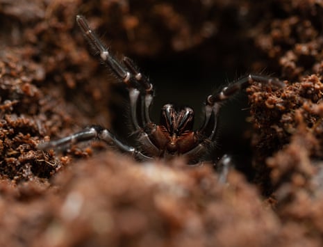 A funnel-web spider