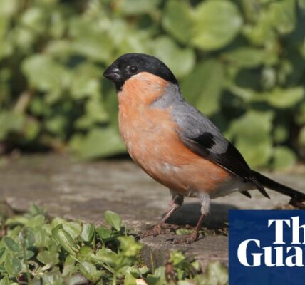 Country diary: Bulky bullfinches are the sweetest of songsters | Jim Perrin