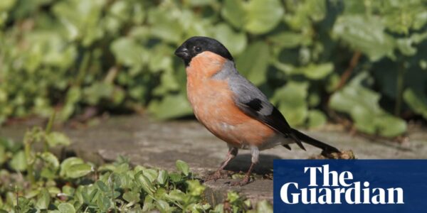 Country diary: Bulky bullfinches are the sweetest of songsters | Jim Perrin