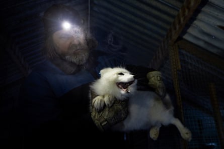 A bearded white man wearing a head torch holds a white fox