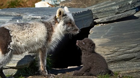 A white and brown fox stands over a small dark brown cub in front of a dark space under some rocks