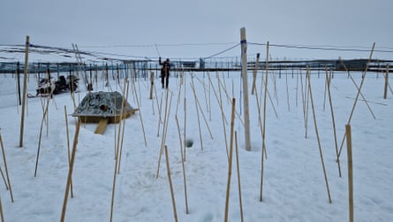 A man places bamboo poles in a snowy area dotted with other poles and with ropes strung across the area at head height. There is a small hutch. A skidoo sits to one side. 