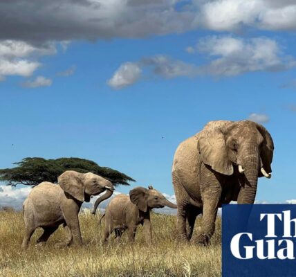 Elephants call each other by name, study finds