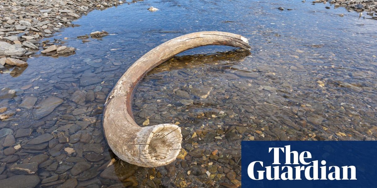 Freak event probably killed last woolly mammoths, scientists say
