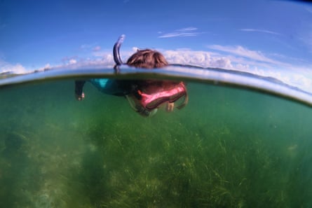 A swimmer surveys a wild seagrass meadow.