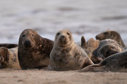 Grey seals on the beach at Horsey in Norfolk.