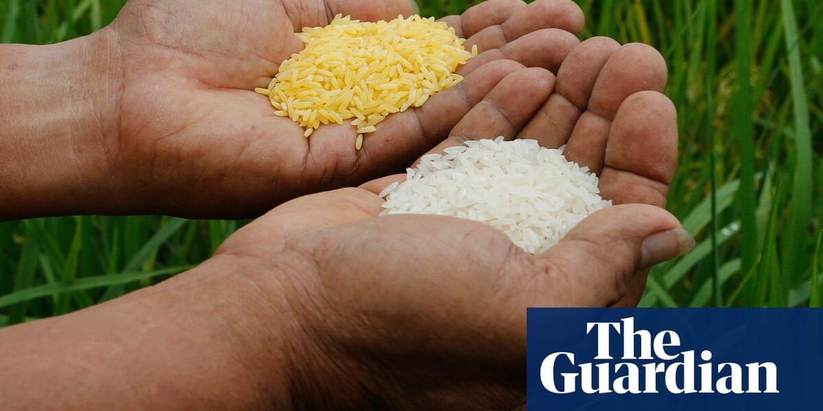 Golden rice: why has it been banned and what happens now? – podcast