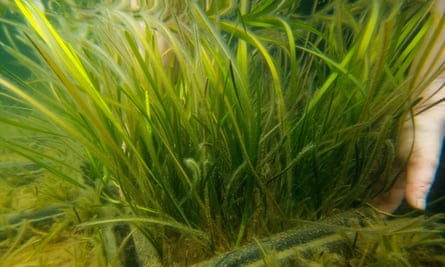 Underwater shot of seagrass at the nursery