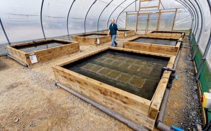 Green, green seagrass of home: Welsh nursery growing to save marine habitat
