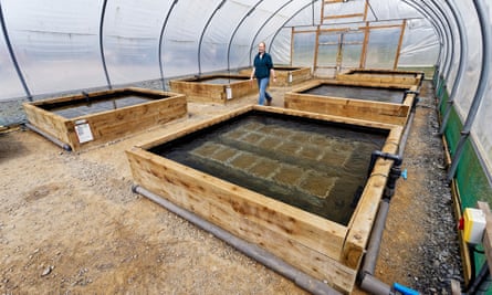 Green, green seagrass of home: Welsh nursery growing to save marine habitat