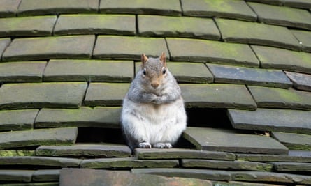 A fat grey squirrel sits on a house roof next to a hole where tiles are missing
