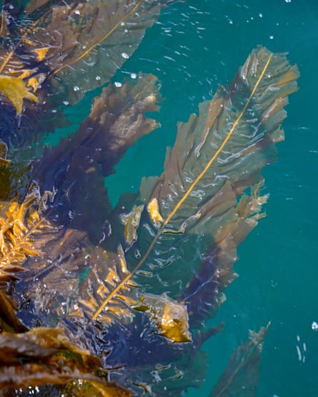 Kelp thriving in the clear waters around Skye