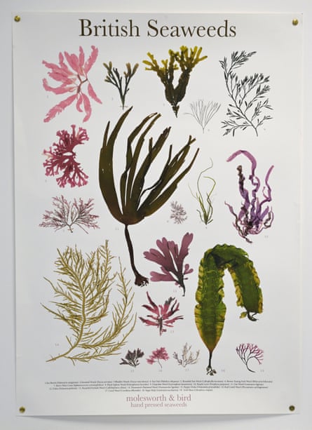 A poster showing different varieties of British seaweeds