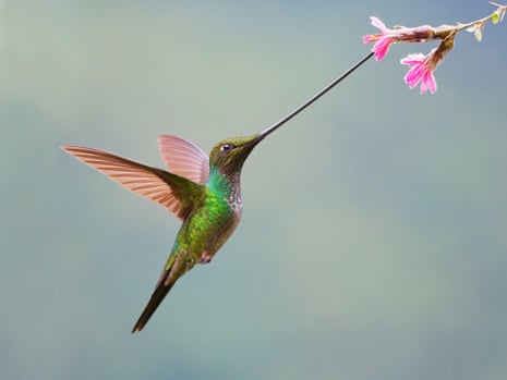 A hummingbird with a long beak hovers while feeding from a pink flower. 