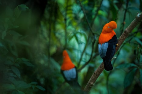 Two birds, with orange, blue and black colouration, sitting on the branch of a tree. 