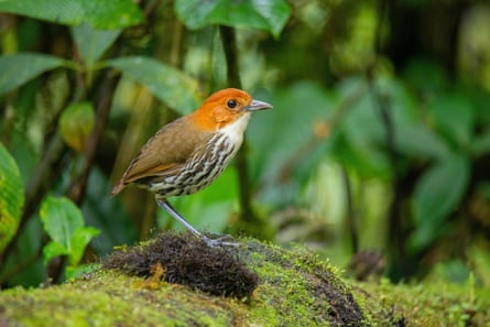 Chestnut-crowned antpitta. A small bird with an orange head, white chin, black-and-white striped belly and brown back. 