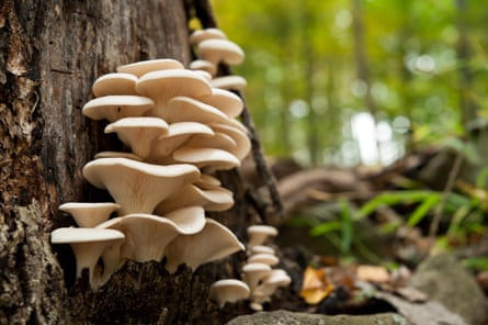 A healthy clutch of fresh oyster mushrooms growing out of the base of a dead tree.