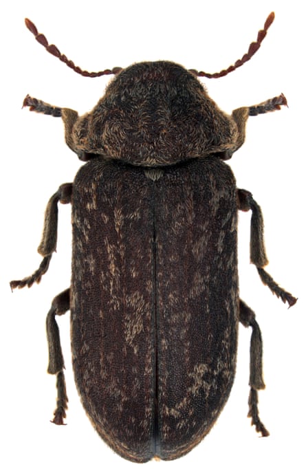 A deathwatch beetle, with a long carapace, six legs and two antennae