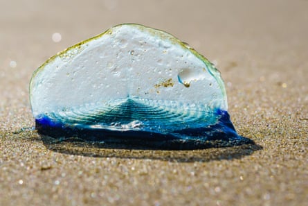 Velella velella, also known as the blue sail jellyfish or the by-the-wind-sailor, on sand