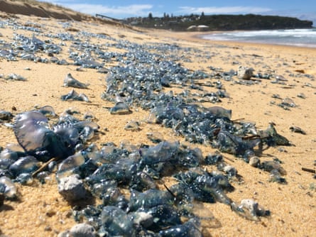 Bluebottle washed up on Curl Curl beach in Sydney.