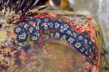 A star ascidians (Botryllus schlosseri) in a Sussex rockpool.