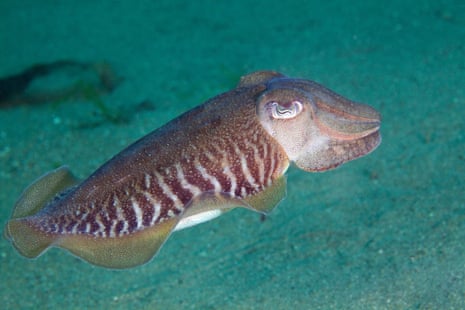 Common cuttlefish (Sepia officinalis) swimming in the Channel Islands.