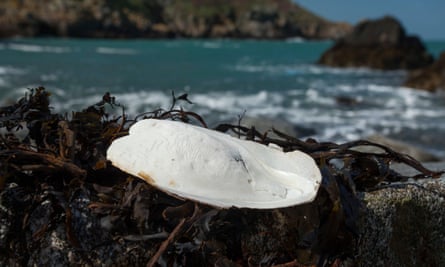A bone of a common cuttlefish (Sepia officinalis) washed up on shore, in Sark, British Channel Islands.