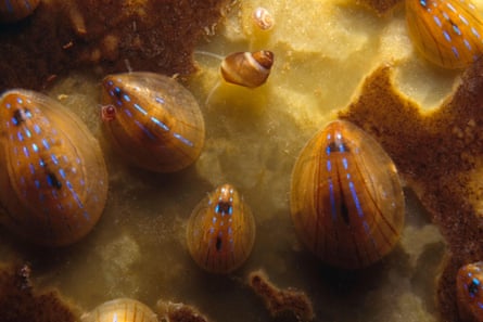 A groups of blue-rayed limpets (Patella pelucida) feeding on a kelp frond, UK.