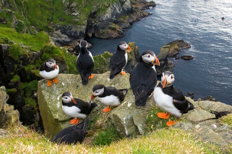 Atlantic puffins (Fratercula arctica) congregate on a clifftop rock in Hermaness National Nature Reserve, Unst, Shetland Islands.