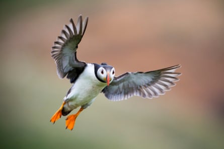 A puffin in flight, above Skomer Island, Wales.