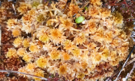 Sphagnum mosses thrive in the cool and wet environment of the Flow Country.