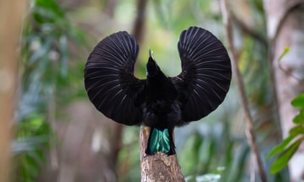 A bird displaying its wings in a wooded area of Australia.
