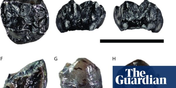 Smallest known great ape, which lived 11m years ago, found in Germany