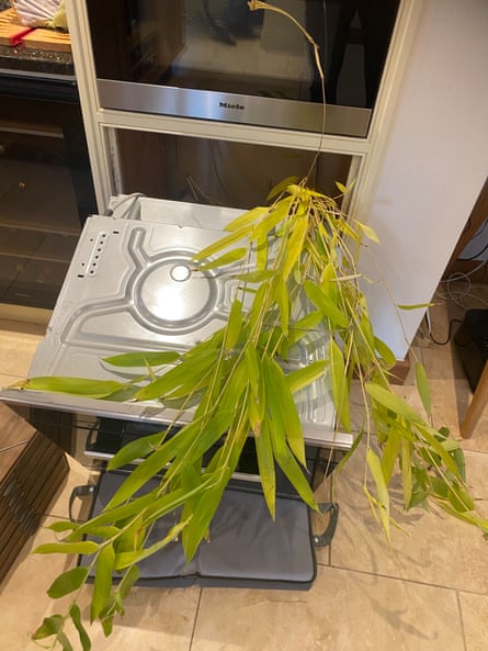 Bamboo growing behind an oven in a domestic kitchen