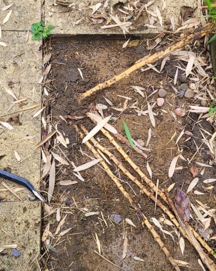 Damage caused by the domestic planting of bamboo