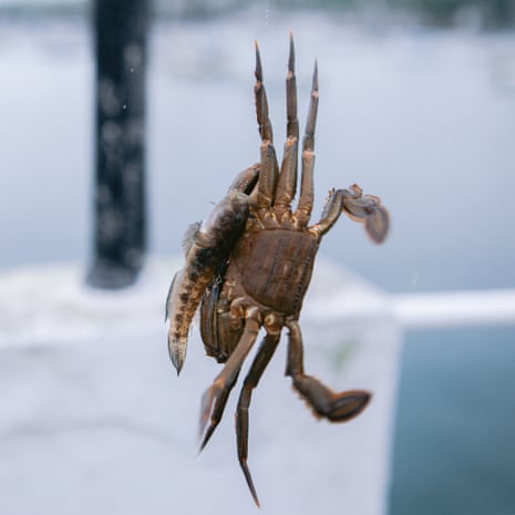 A closeup of a crab hanging on to a fish