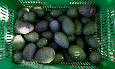Avocados in an orchard in Uruapan.