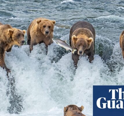 Week in wildlife – in pictures: bears’ dinner party, a Kentish wildcat kitten and racing marmots