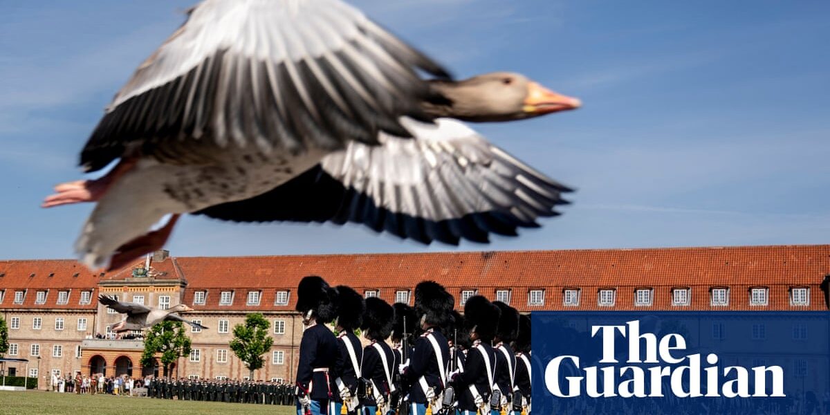 Week in wildlife – in pictures: geese on parade, a radioactive rhino and a lovestruck eagle