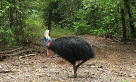Why did the endangered cassowary cross the road? Because it could